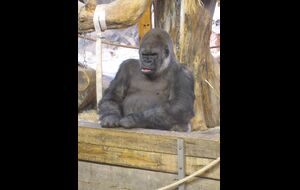 Gorilla