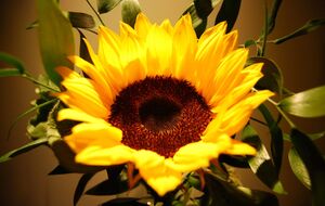 solrosen 