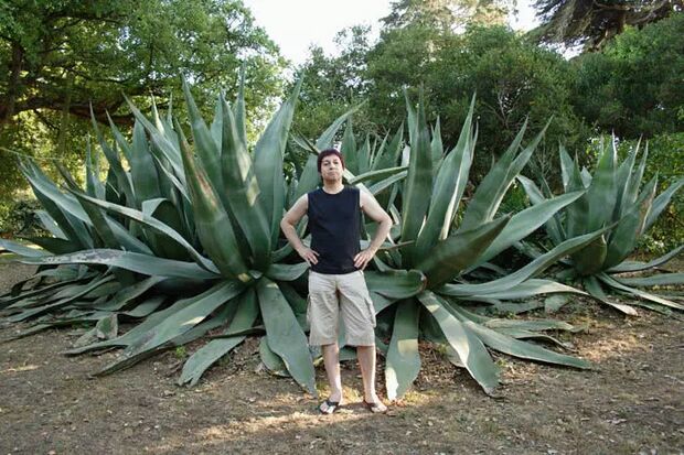 large agave plants bilder sintra portugal reseguiden large agave plants bilder sintra portugal reseguiden