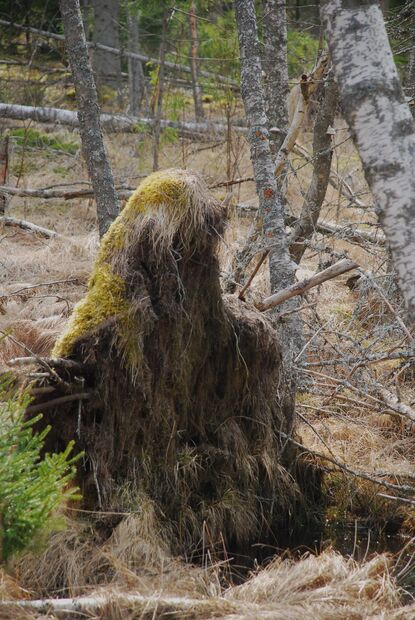 Skogstrollet - Bilder Sverige