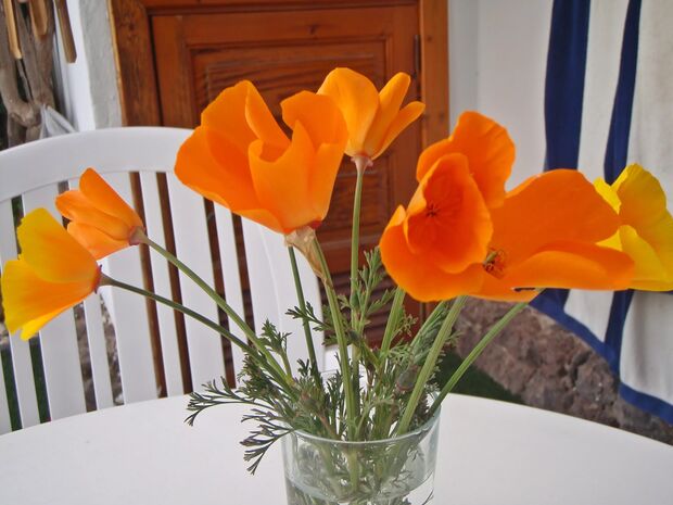 Vallmoblommor... - Bilder Teneriffa, Spanien