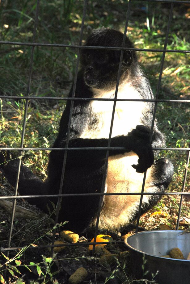 Spider monkey - Florida, USA - Tildat - Reseguiden