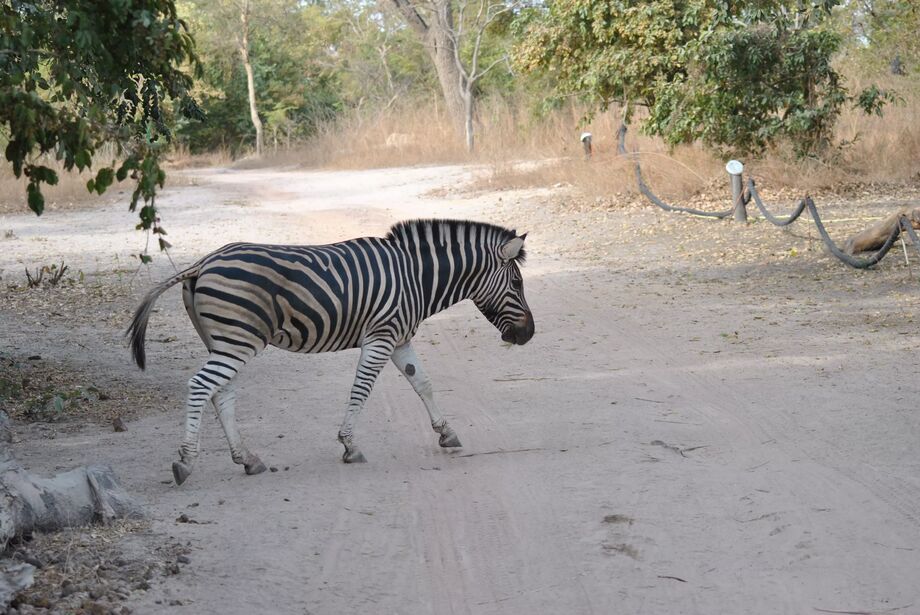 Zebra @ safari i Senegal - Senegal - Jessjess - Reseguiden