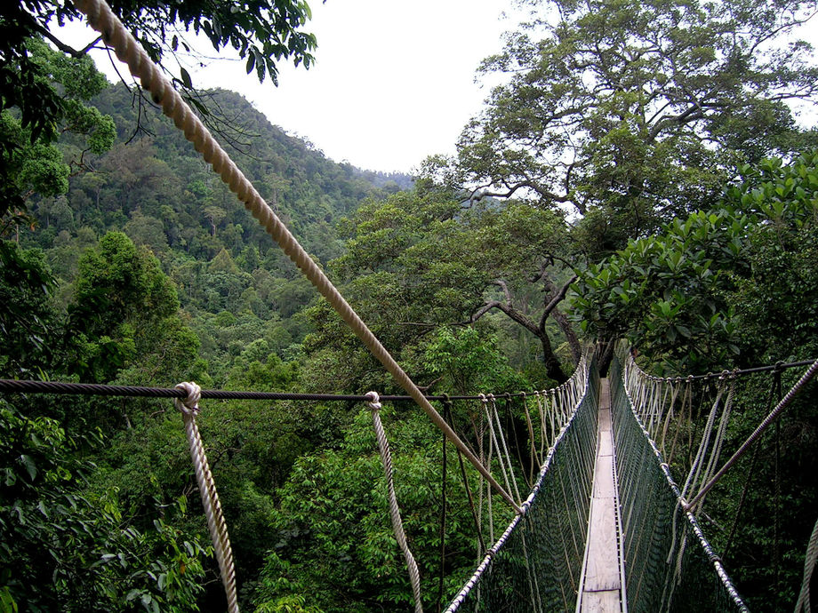  Canopy  walk Malaysia  Ewan84 Reseguiden