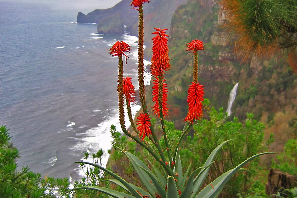 Blomsterrika Madeira