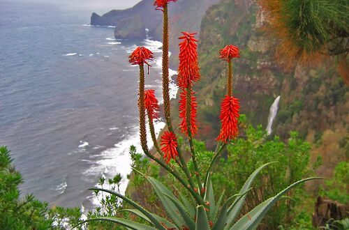 Blomsterrika Madeira