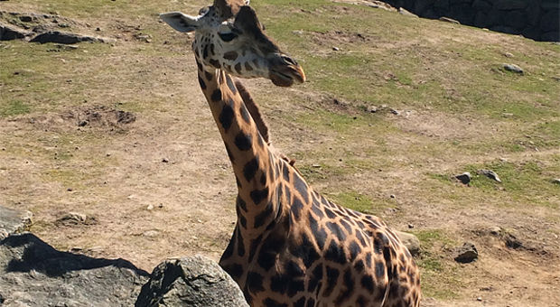 Ståtlig giraff