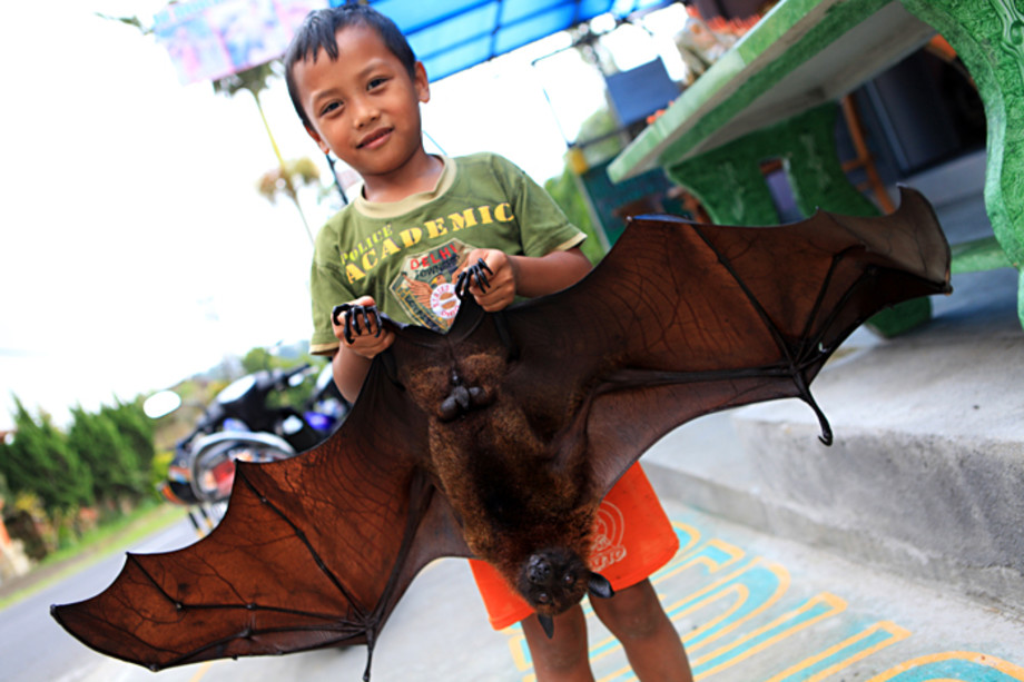 Flygande hund! Bali, Indonesien Christinee Reseguiden