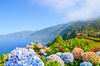 Madeira blomstrar
