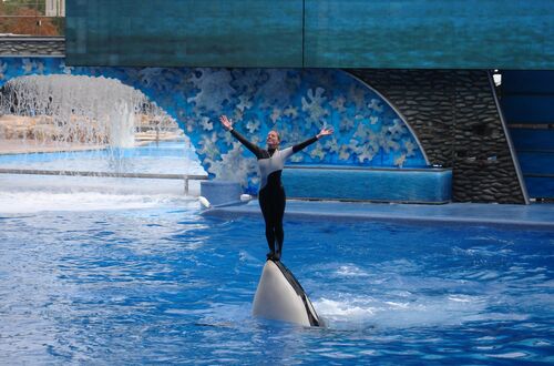 Sea World, vad duktiga de är