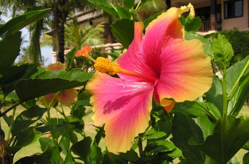 Tvåfärgad hibiskus