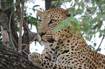Safariresa till Krugerparken