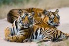 Rundresa: Indien + Tigersafari | 11 Dagar