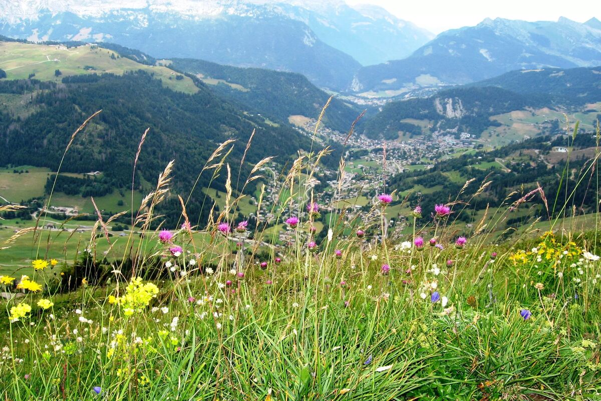 Alpsmycken..