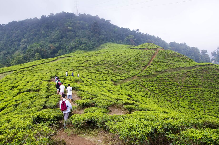 Teaplantage Jakarta, Java, Indonesien Robin90 Reseguiden