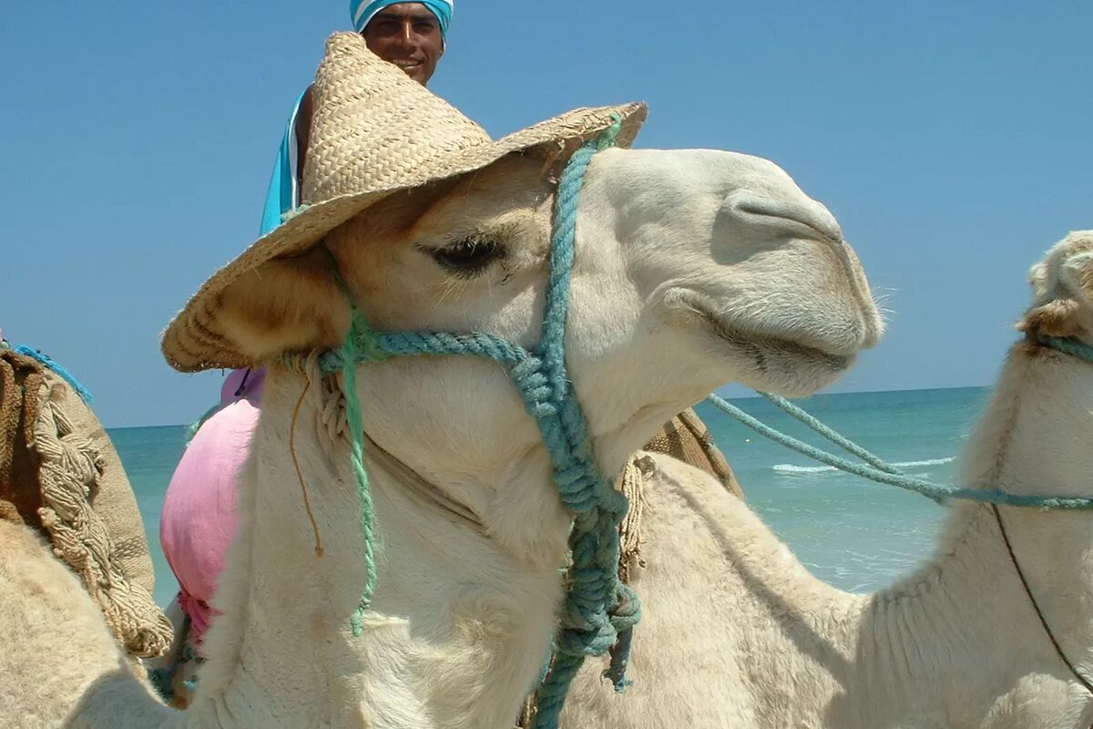 Mr Djerba