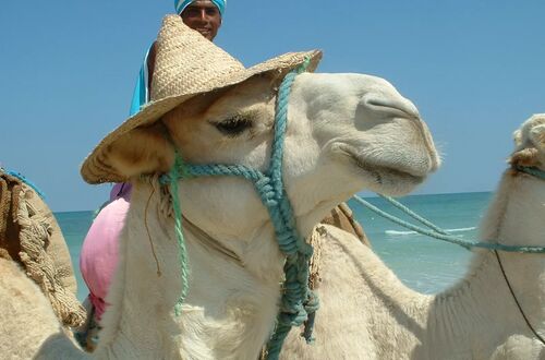 Mr Djerba