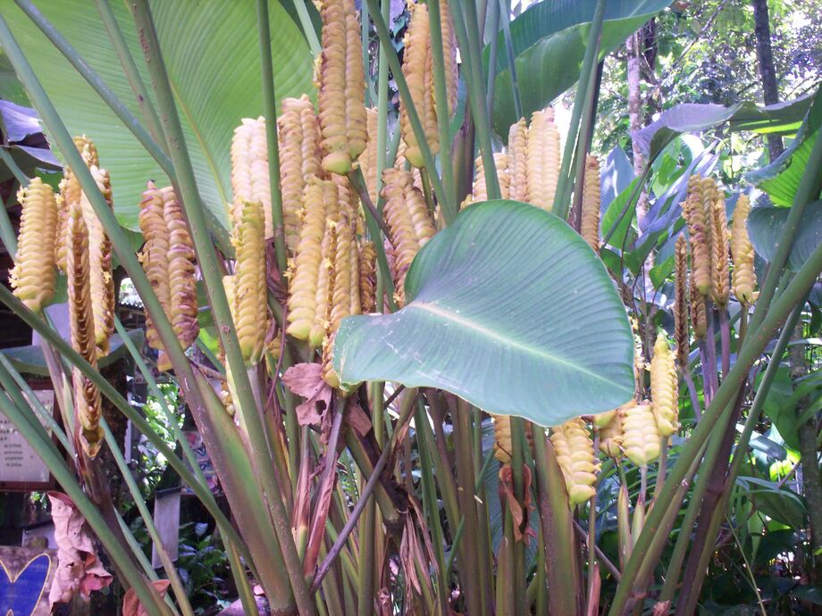 Yellow Rattlesnake plant Costa Rica Annans Reseguiden