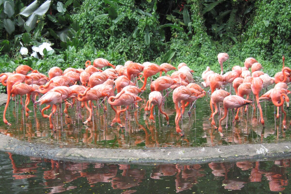 Flamingos
