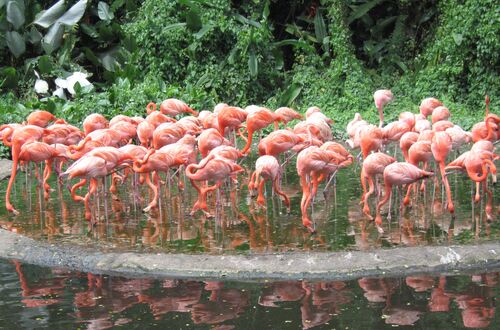 Flamingos
