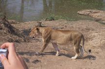 Safari i South Luangwa, Zambia