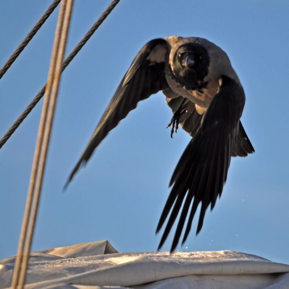 Kråka - Oslo, Norge - Karinlorvik - Reseguiden