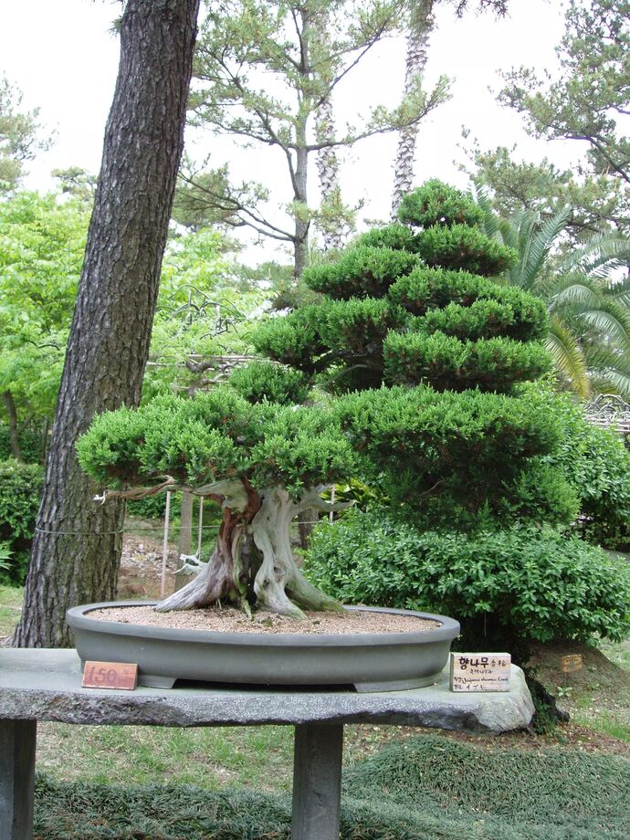 Bonsai Sydkorea Havstena Reseguiden