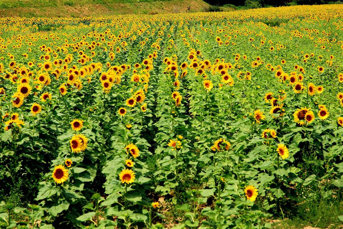 Solrosfält.