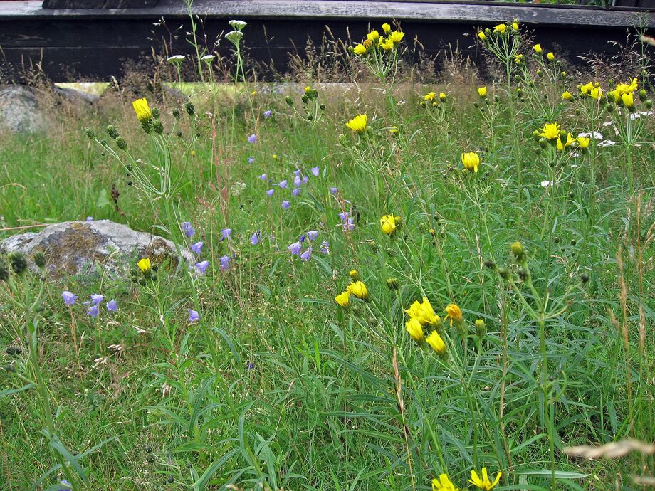 Blommor på Klockbacken Sigtuna, Uppland, Sverige Gbenskar Reseguiden