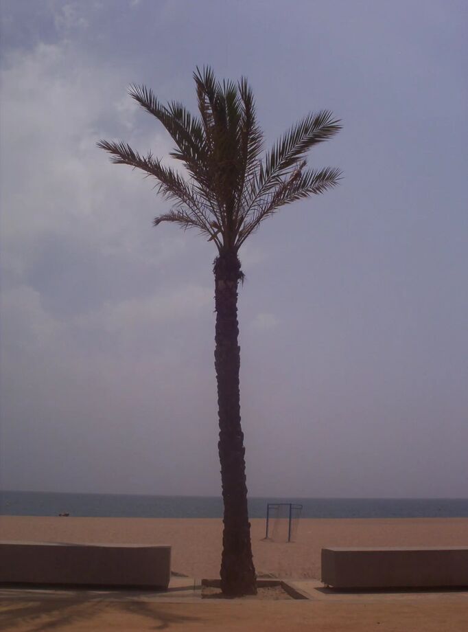 Palm Costa Brava, Katalonien, Spanien Travellover Reseguiden