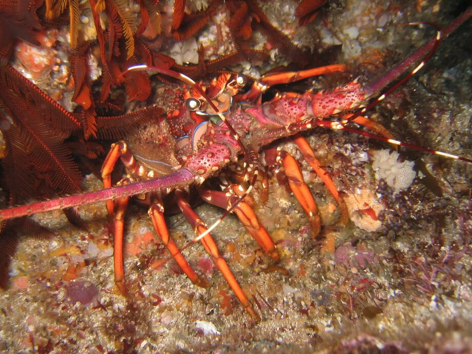 Lobster Durban, Sydafrika Tobis Reseguiden