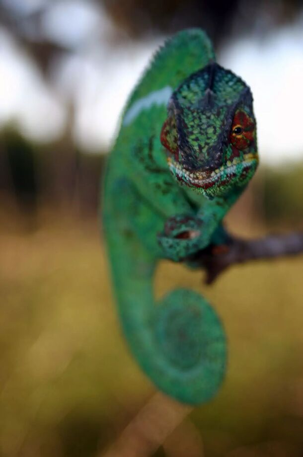 Kameleont - Madagaskar - Cecco - Reseguiden