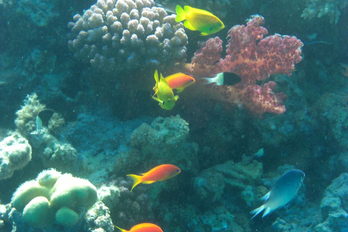 Fiskar under vatten