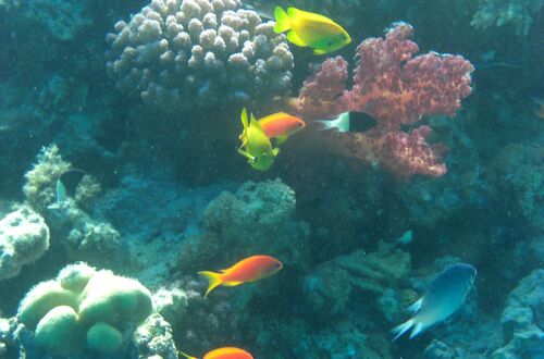 Fiskar under vatten