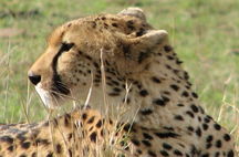 Kenyasafari