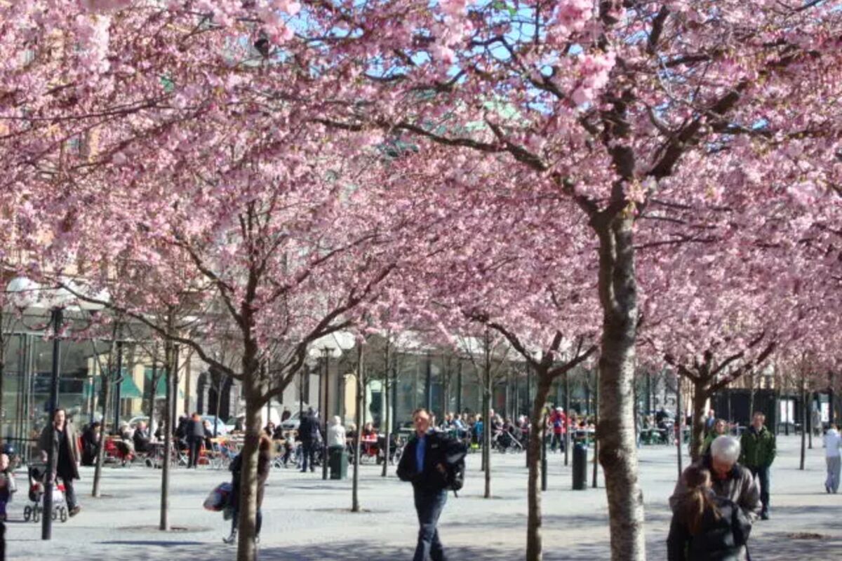 Kungsträdgården I