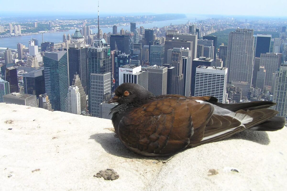 Högst upp på Empire State Building