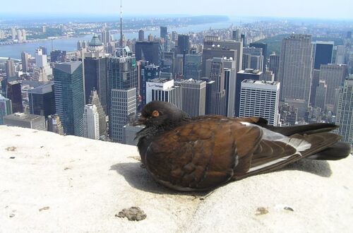Högst upp på Empire State Building