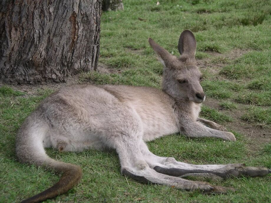 Lat Känguru - Sydney, Australien - Lenam - Reseguiden